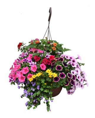 HB13"MINI AWESOME COMBO