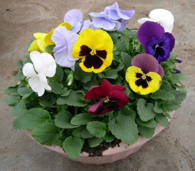 BOWL12"PANSY MIX