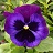 BOWL12"PANSY BLUE BLEND