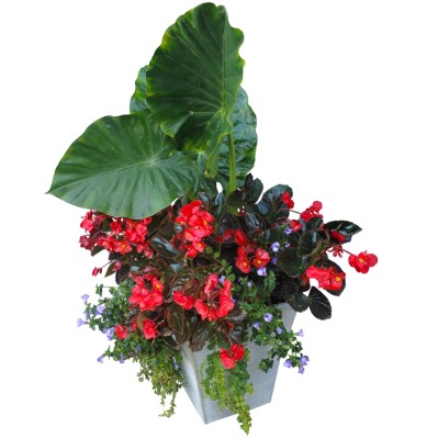 TUB14"SQ BEGONIA VIKING EXP ROSE