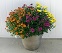 16" MUM MIX TRICOLOR