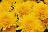 16" MUM YELLOW