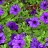 306T/18PETUNIA EW BLUE