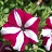 306T/18PETUNIA EW BURGUNDY STAR