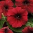 306T/18PETUNIA EW RED E3