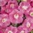 306T/18PETUNIA EW PINK PASSION