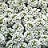 306T/18 ALYSSUM WHITE