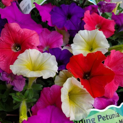306T/18PETUNIA EW VIBRANT MIX
