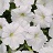 306T/18PETUNIA EW WHITE E3