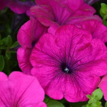 306T/18PETUNIA WAVE PURPLE