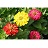 306T/18ZINNIA MAGELLAN MIX