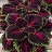 306T/18COLEUS KONG RED