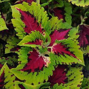 306T/18COLEUS KONG ROSE