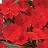 304T/12SUNPATIENS DEEP RED