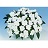 304T/12SUNPATIENS WHITE
