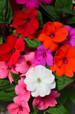 304T/12SUNPATIENS MIX