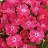 304T/12SUNPATIENS HOT PINK