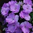 304T/12SUNPATIENS PURPLE