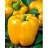 E4.75T/10PEPPER YELLOWBELL