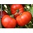 E4.75T/10TOMATO EARLYGIRL