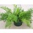 4.75T/10ASPARAGUS FERN SPRENGRI