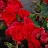 4.33T/8BEGONIA RIEGER RED