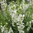 4.75T/10ANGELONIA ARCH WHITE