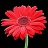 4.75T/10GERBERA JAGUAR RED