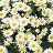 4.75T/10ARGYRANTHEMUM WHITE