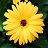4.75T/10GERBERA JAGUAR YELLOW