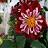 4.75T/10DAHLIA RED/WHITE
