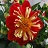4.75T/10DAHLIA RED/YELLOW