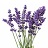 E4T/10HERB LAVENDER