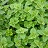 E4T/10HERB OREGANO ITALIAN