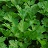 E4T/10HERB PARSLEY ITALIAN