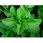 E4T/10HERB PEPPER MINT