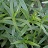 E4T/10HERB TARRAGON FRENCH