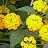 4.75T/10LANTANA NEW GOLD YELLOW