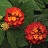 4.75T/10LANTANA BANDLRO CHRY SUN