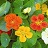 4.75T/10NASTURTIUM