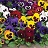 4.75T/10PANSY MIX