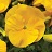 4.75T/10PANSY YELLOW