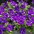 4.75T/10PETUNIA HEADLNR NIGHTSKY