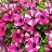 4.75T/10PETUNIA HEADL CRYST PINK