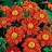 4.75T/10TITHONIA FIESTA DEL SOL