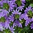 4.75T/10SCAEVOLA BLUE VIOLET