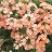 4.75T/10VERBENA LANAI PEACH