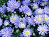 9" ASTER BLUE ANNUAL