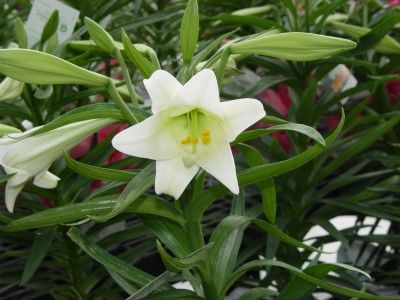 6" LILY WHITE
