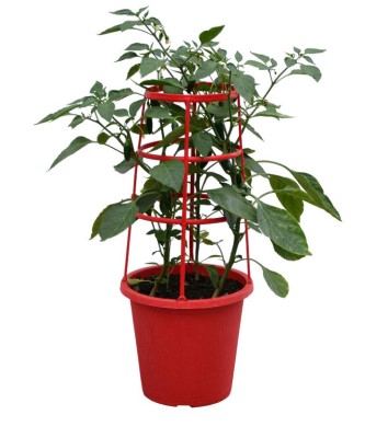 ETUB10"PATIO PEPPER JALAPENO